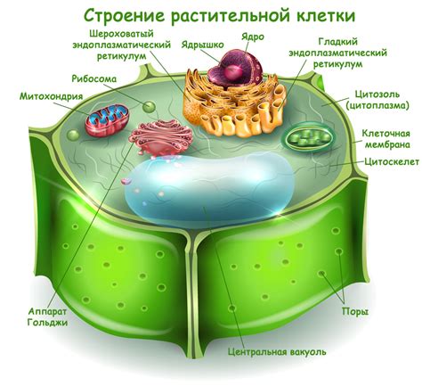 Описание клеток выделительных органов растений