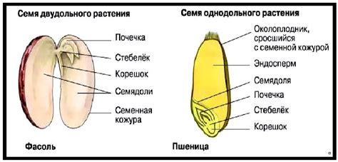 Описание семян и их структура