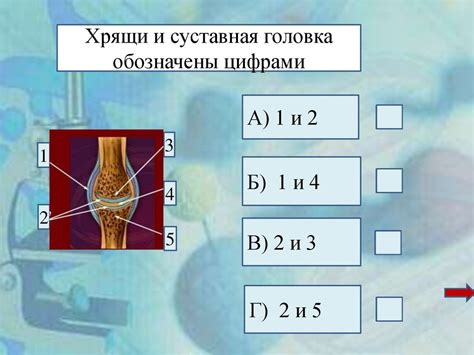 Опорно-двигательная функция скелетной ткани у животных