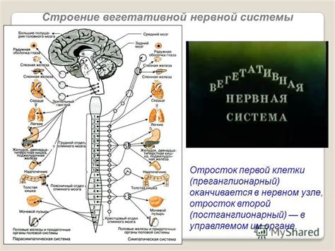 Определение "голубоватого вещества" и его распределение в центральном органе нервной системы