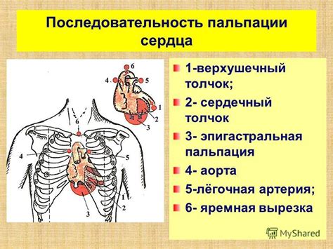 Определение верхушечного толчка пальпацией: практические рекомендации для определения заключительного сокращения сердца