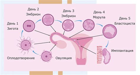 Определение гиподенсивного образования в матке