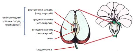 Определение готовности плодов берковича к сбору и урожайности