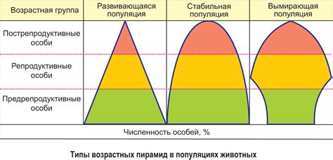 Определение и значение возрастной структуры