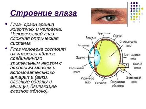 Определение и основные признаки атероматоза у органа зрения