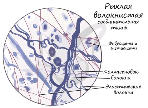 Определение и структура рыхлой соединительной ткани