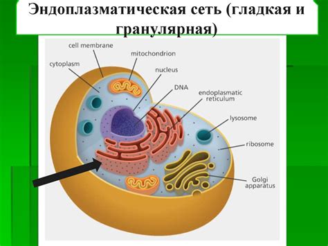 Определение и функции структур внешней клетки