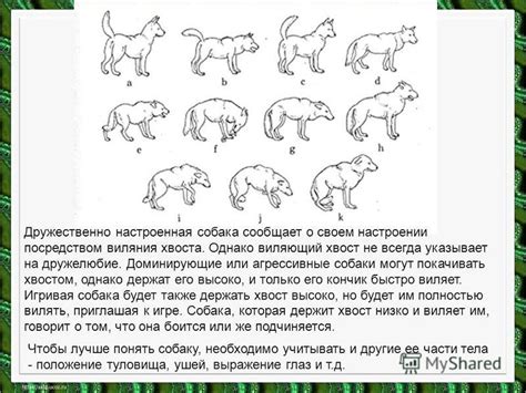 Определение конкретного эмоционального состояния собаки по позиции хвоста