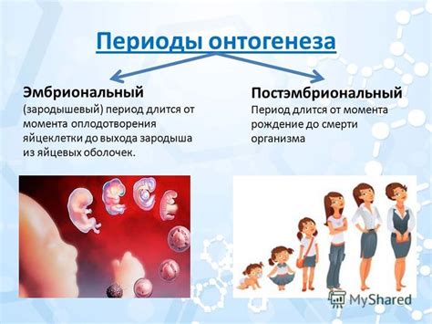 Определение момента высвобождения яйцеклетки: определите период наступления шанса забеременеть