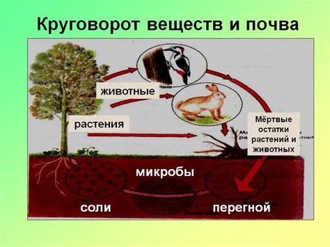 Определение оптимального количества питательных веществ для почвы в осенний период