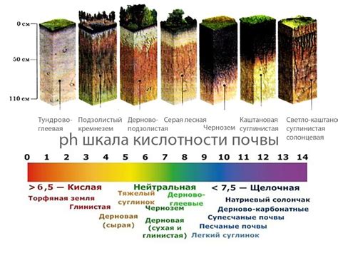 Определение оптимальной почвы и уровня кислотности