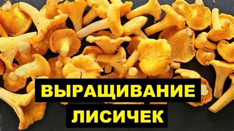 Определение оптимальных условий для процветания грибов-лисичек в регионе