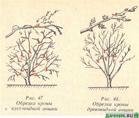 Определение подходящего саженца вишни