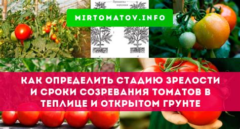 Определение срока созревания и сбор урожая льна: признаки готовности и последовательность действий