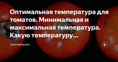 Оптимальная температура для поддержания свежести и сохранения качества помидоров