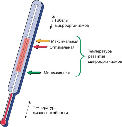 Оптимальная температура для сервировки мороженого