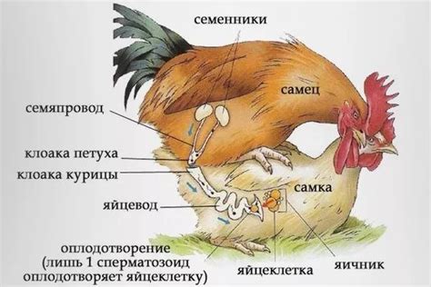 Оптимальное время для спаривания и как правильно обнаружить наступление гона у самки?