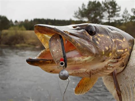 Оптимальное время для успешной рыбалки на гигантского морского хищника