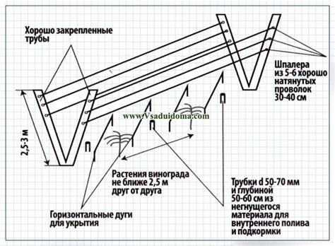 Оптимальное расстояние между виноградными растениями