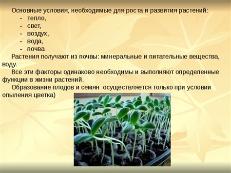 Оптимальные условия для роста и развития фруктовых деревьев: почва и освещение