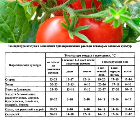 Оптимальные условия для созревания томатов