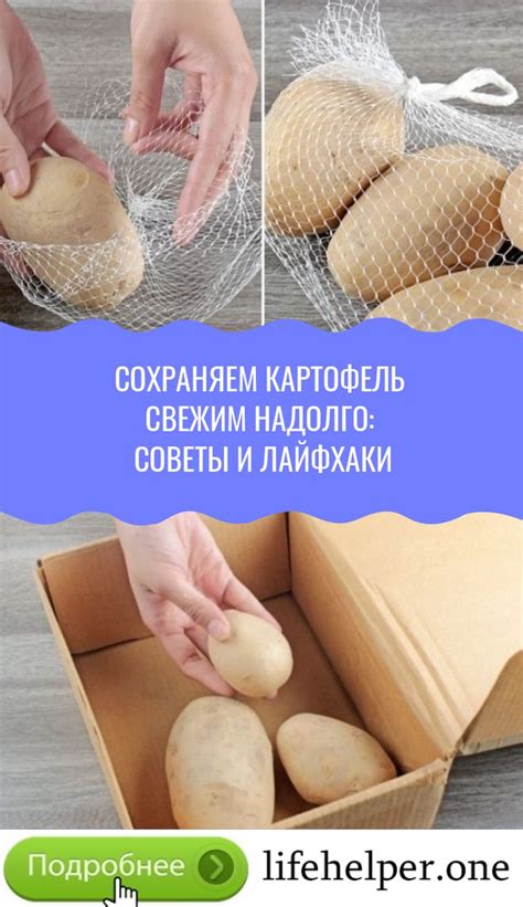 Оптимальные условия для сохранения картофеля