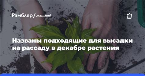 Оптимальный момент для высадки морозостойкого луковичного растения в закрытом грунте