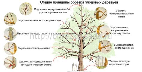 Оптимальный момент и техника обрезки яблоневых деревьев для постоянного возобновления урожая