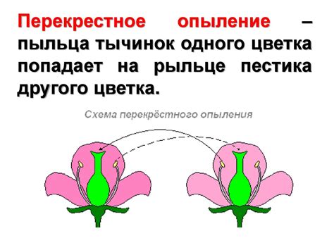 Опыление и распространение: значимость объекта и глагола в размножении растений