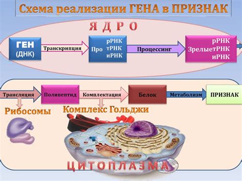 Организация генетического материала у прокариот: особенности и характеристики