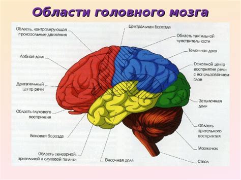 Организация двигательных навыков в специализированной области мозга