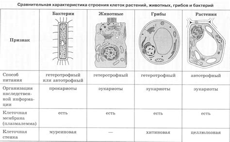 Организация и компоненты мезосом в клетках растений: основные черты и роль в клеточной функции