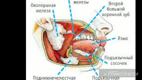 Организация и позиционирование слюнного железа около уха