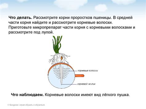 Организация функционирования корневых волосков