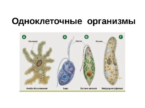 Организмы с безъядерными клетками и их важная роль в биологических процессах