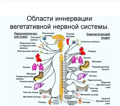 Органы, лишенные нервной иннервации: важные центры активности в организме