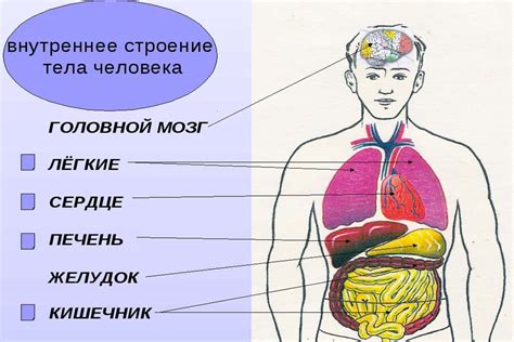 Органы, находящиеся в полости груди и живота