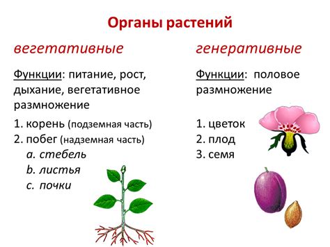 Органы дыхания растений: системы с открытым и закрытым доступом