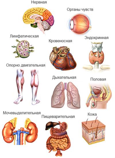 Органы и системы, включенные в комплексное исследование организма