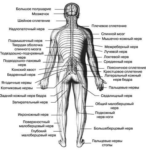 Органы и системы, где располагается нервная ткань: основные области активности