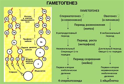 Органы и ткани, отвечающие за формирование гамет