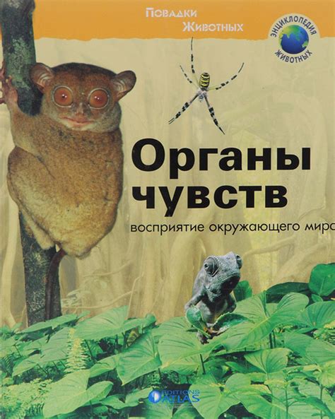 Органы чувств: восприятие окружающего мира