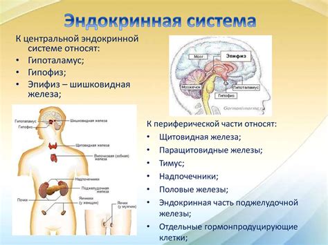 Органы эндокринной системы