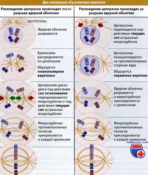 Ориентация хромосом в процессе митотического веретена