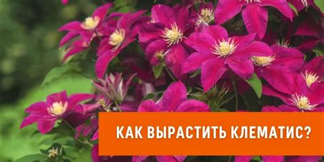 Осенние способы размножения клематиса: идеи, которые помогут успешно вырастить новые растения