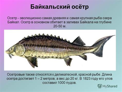 Осетр в водной глубине: символика карьеры и достижений