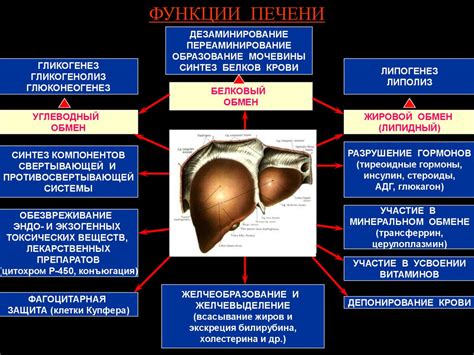 Осложнения при недостаточной функции печени и методы их выявления