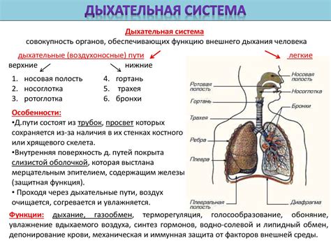 Основная задача ресничек: защита и улучшение чистоты дыхательной системы