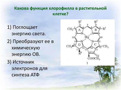 Основная функция хлорофилла в организме