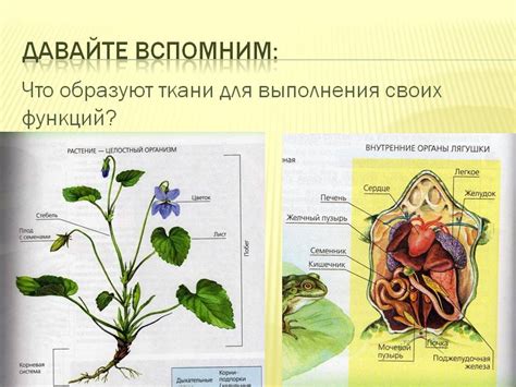 Основной компонент живого организма: жидкость